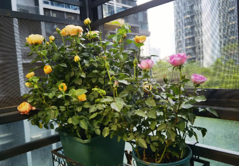 室内盆栽月季花的养殖方法