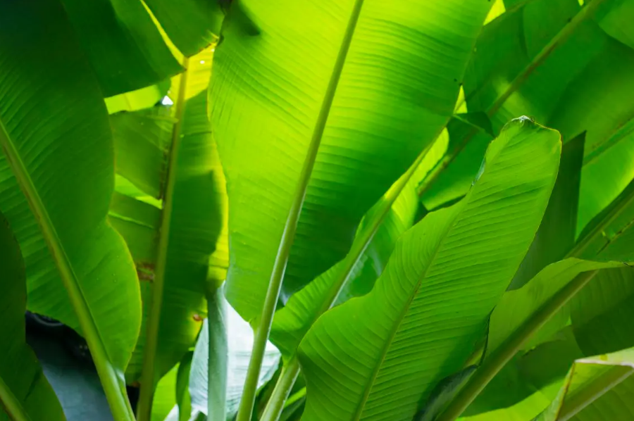 芭蕉树每年都要砍吗