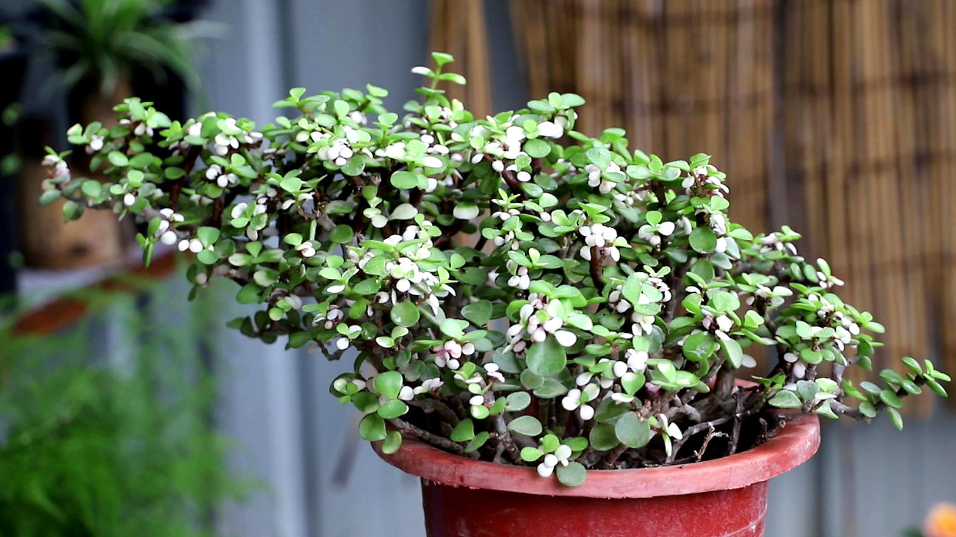 金枝玉叶与马齿苋树的区别