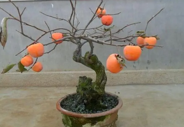 盆栽柿子树种植技术与管理