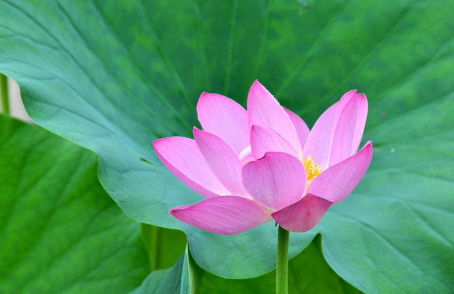 荷花什么时候生长