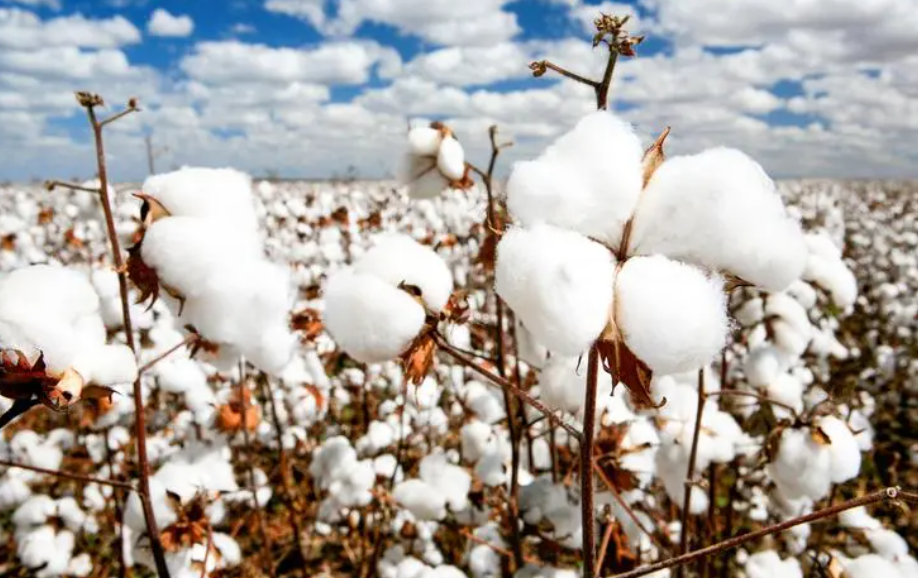 棉花的特征和特性