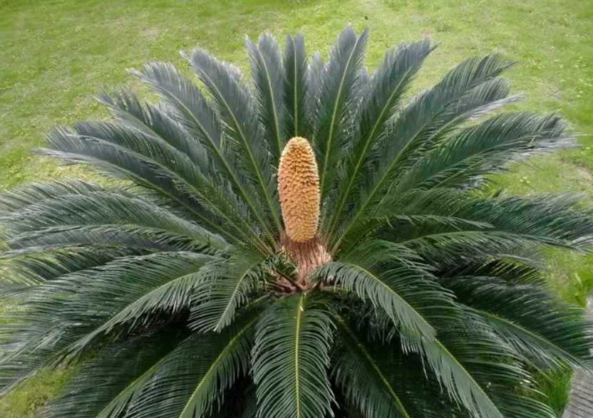 铁树用什么水浇最好