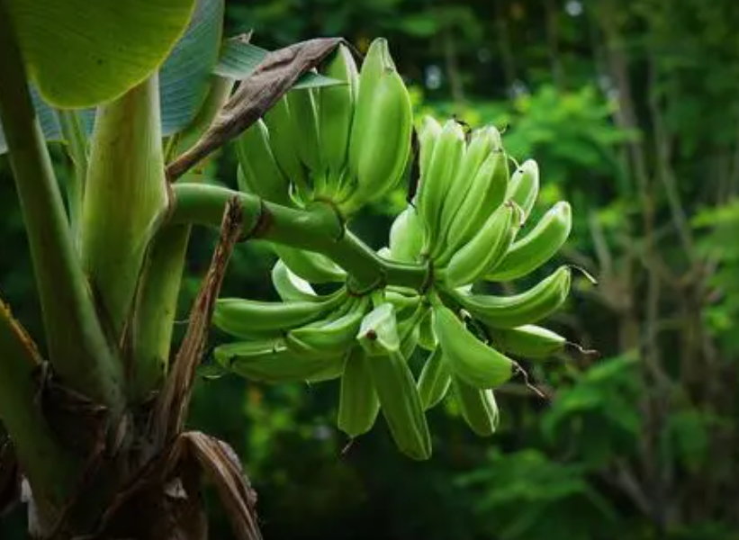 芭蕉树长得快吗