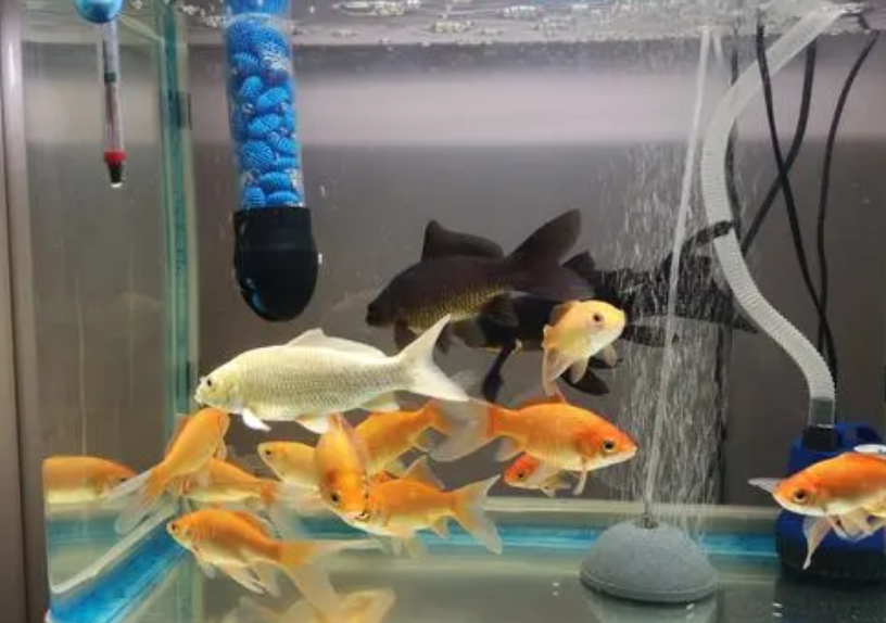 养鱼的水可以用来浇花吗