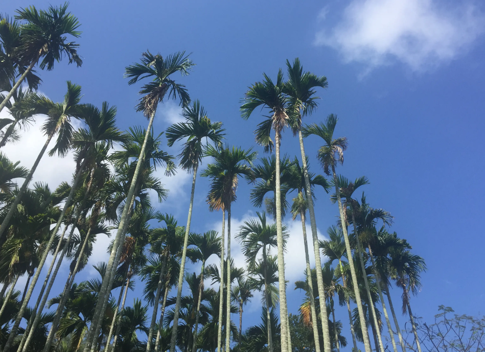 椰子树北方能种活吗