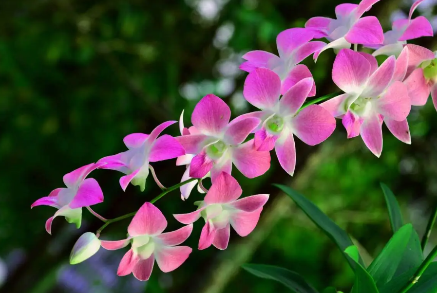 兰花种10天有变化吗