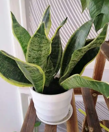 花盆直接栽还是带盆套好