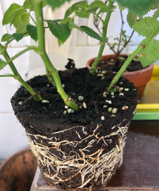 月季花根系一般多深