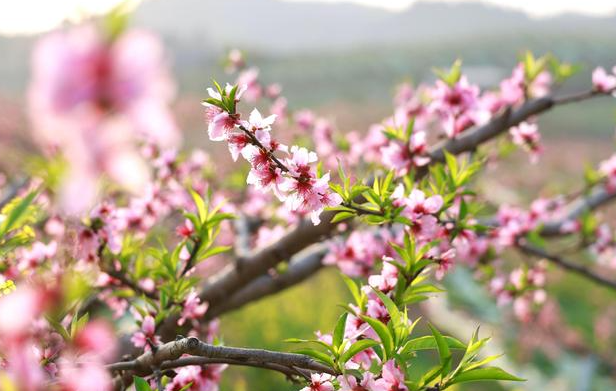 桃花怎样种植容易开花