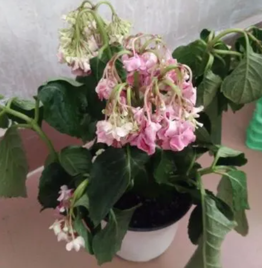 绣球鲜花蔫了怎么办