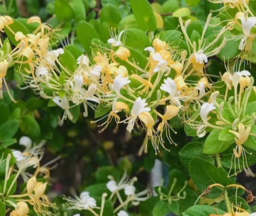 金银花可不可以在室内栽植