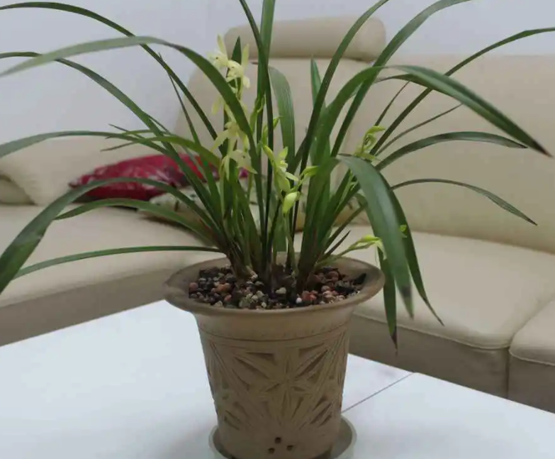 兰花用什么盆子种最好