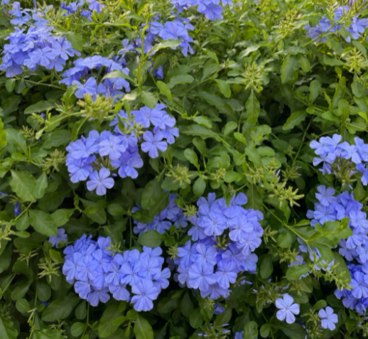 蓝雪花种植时间