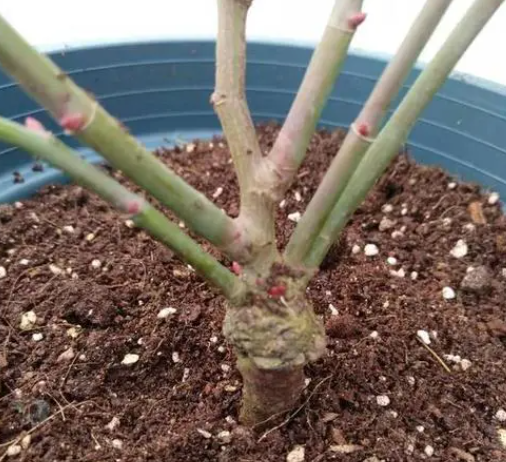 月季花如何移盆