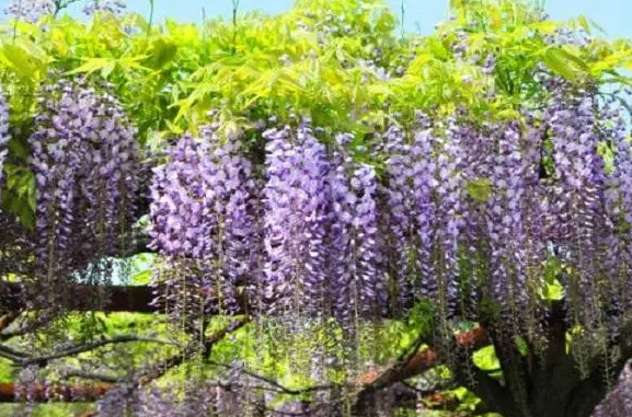 紫藤花怎么修剪才能开花