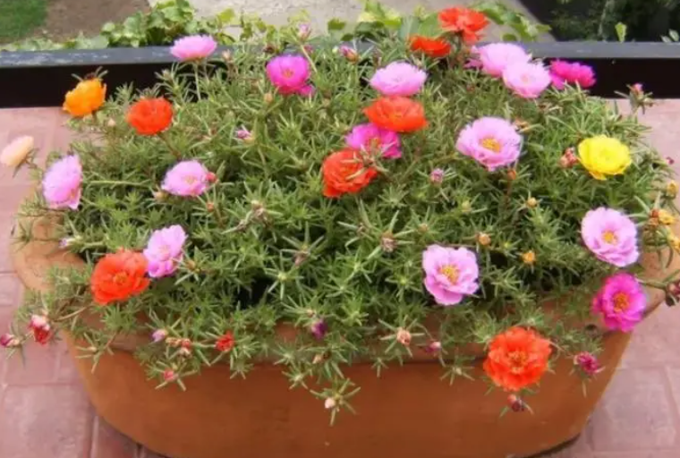 太阳花可以多久不浇水