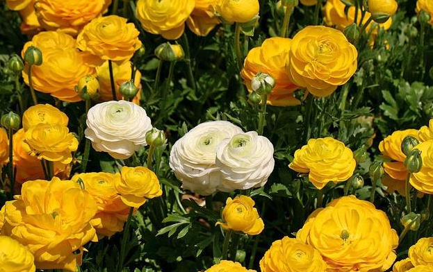 花毛茛几月份开花