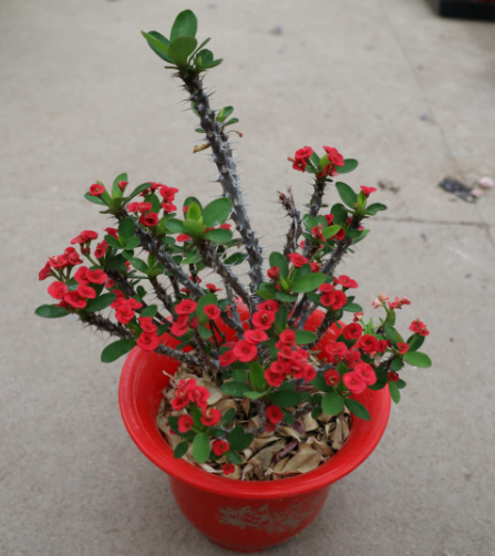 南方室外盆栽花卉哪些好养