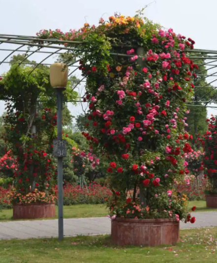 藤本月季用多大花盆种合适