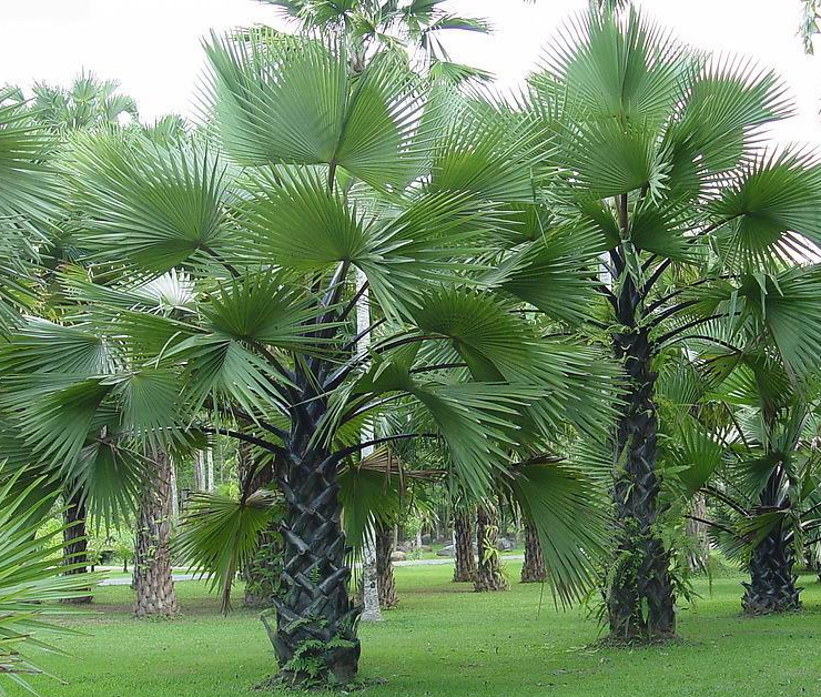 棕树的生长环境和特点