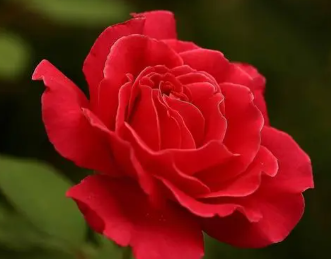 月季花盆的养护方法是什么