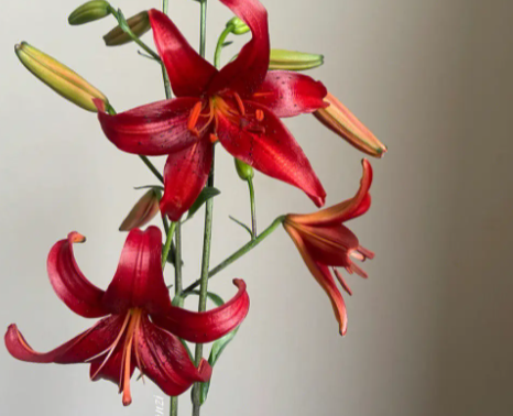 百合什么时候种植最好呢