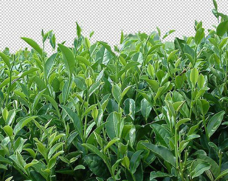 茶树修剪的最佳时间是什么时候