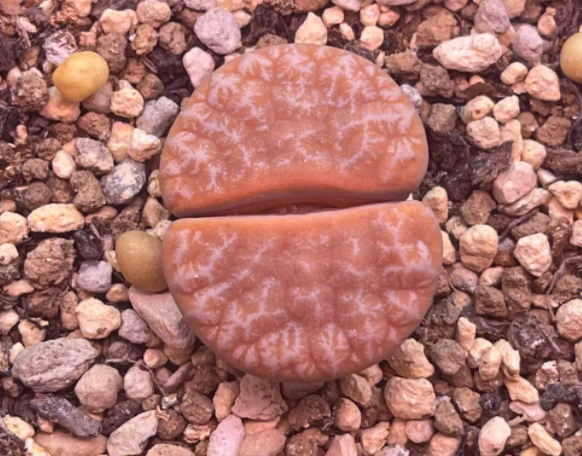 种多肉的土可以种生石花吗