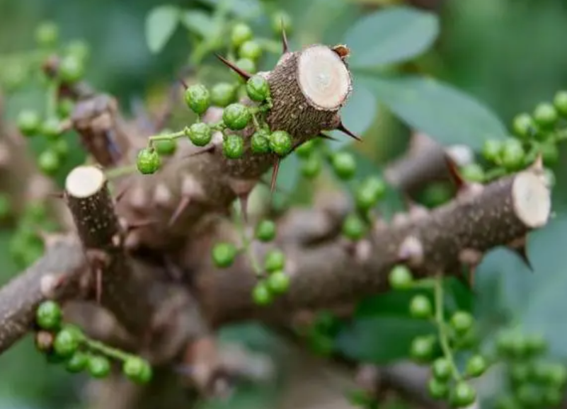 怎样使花椒树子矮化