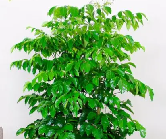 幸福树和发财树的养法是什么