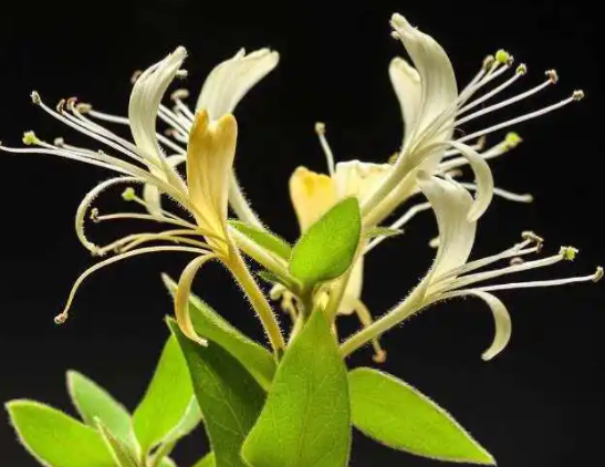 金银花盆栽怎么拿弯