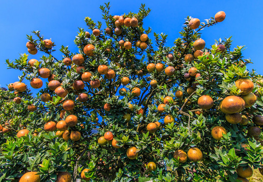 桔子树8月才开花是为什么