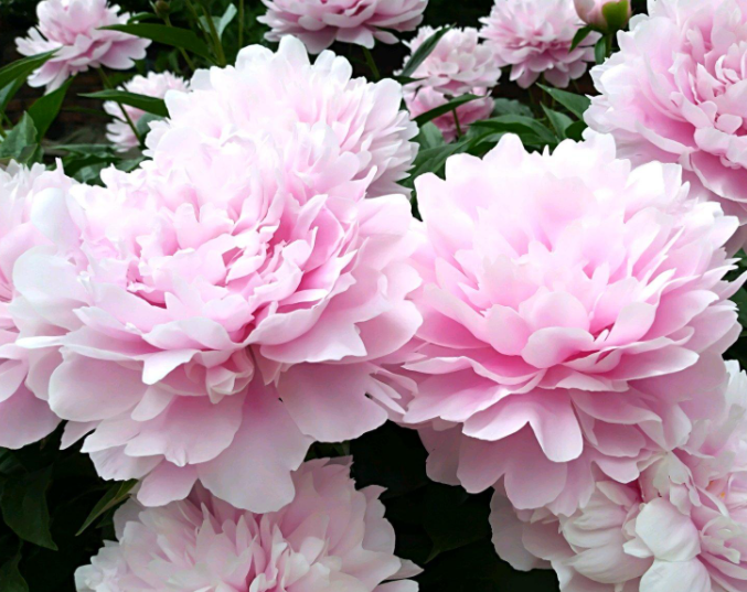 芍药花喜水还是喜旱