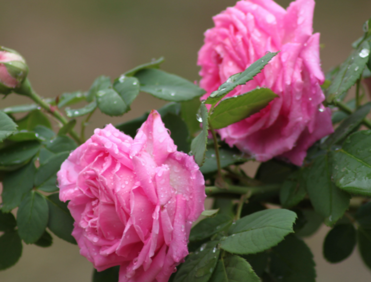 月季花插杆生根最快的方法是什么