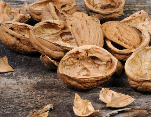 核桃壳种兰花效果如何