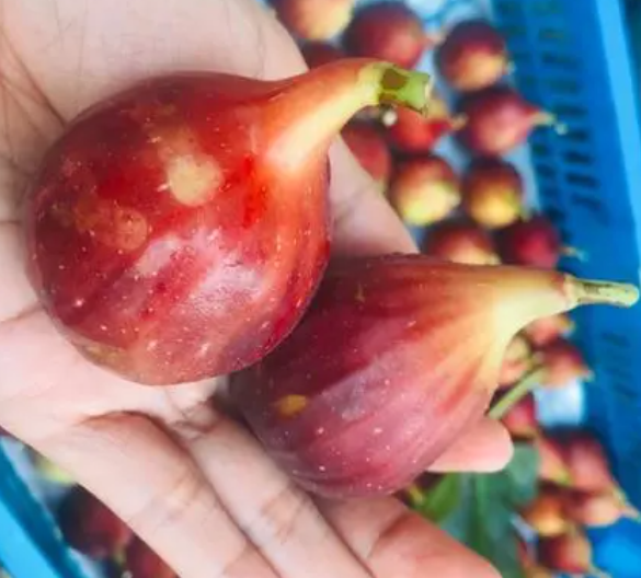 无花果树的栽培方法是什么呢