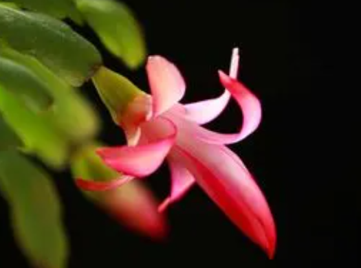 蝎子莲花的作用是什么呢