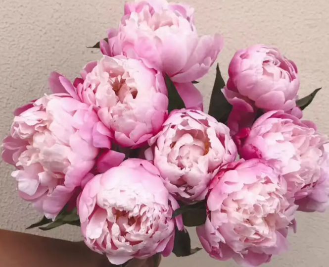 地栽芍药花移栽时间和方法如何