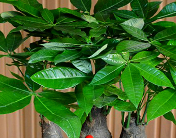 发财树种子发芽全过程如何