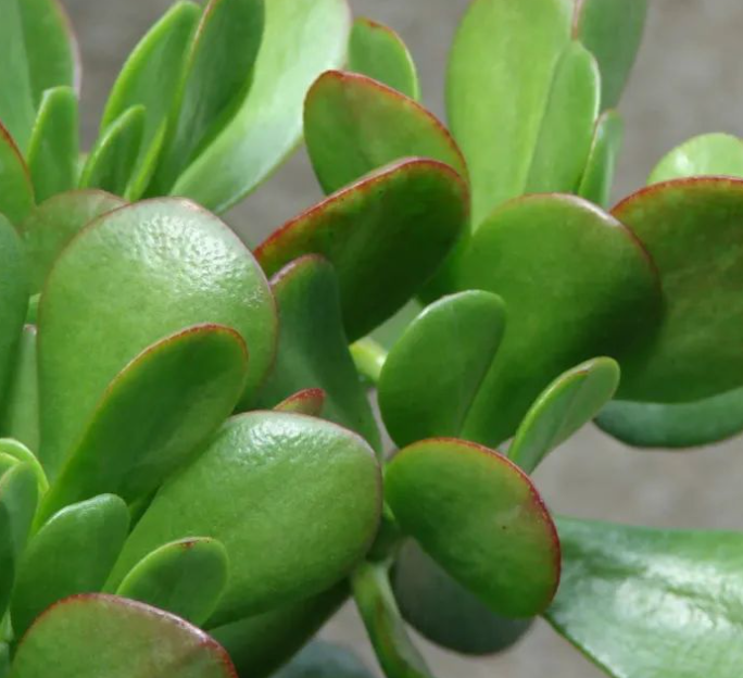 玉树无根怎样水培生根