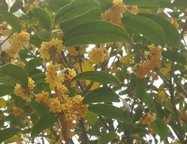 院子里种桂花树好吗