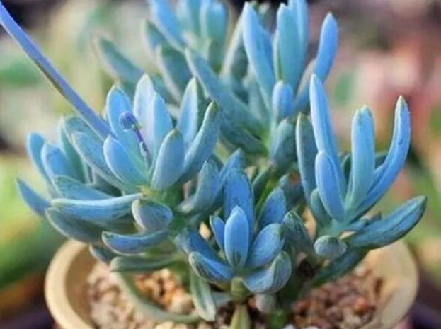 多肉蓝松开花后怎么办