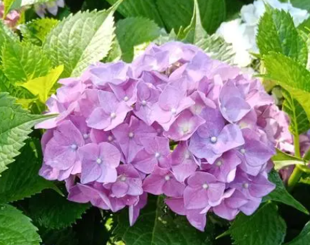 绣球花几月份移栽最好