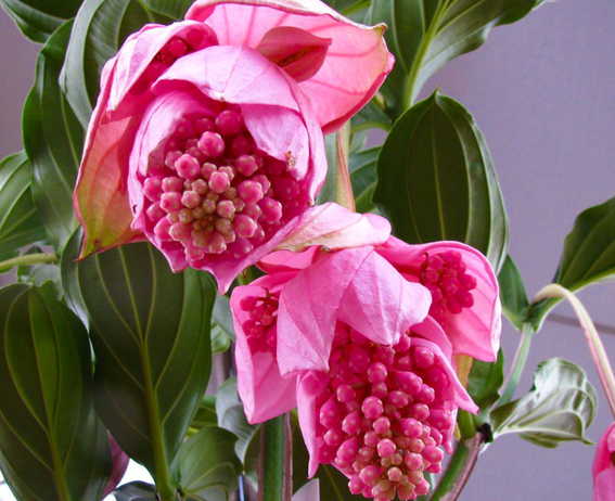 宝莲灯花家里怎么养