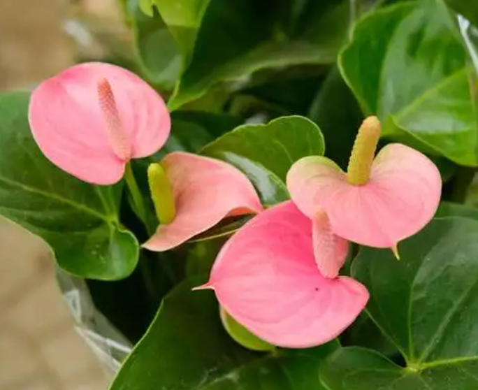 粉掌花适合的温度是多少度