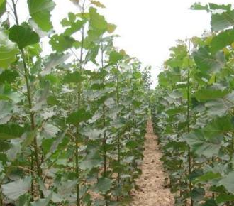 杨树扦插对环境的要求是什么