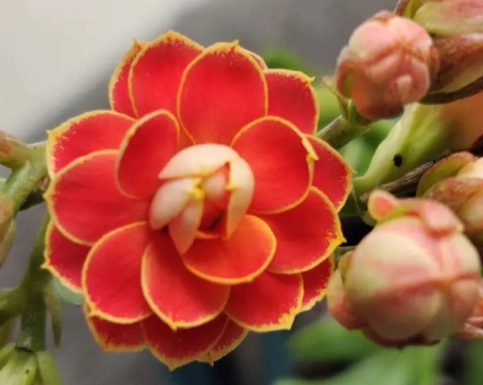 长寿花水培怎么养