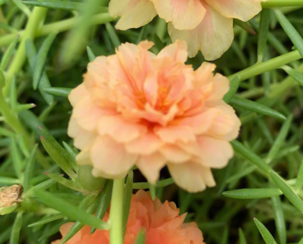 阳台养什么花最好养活