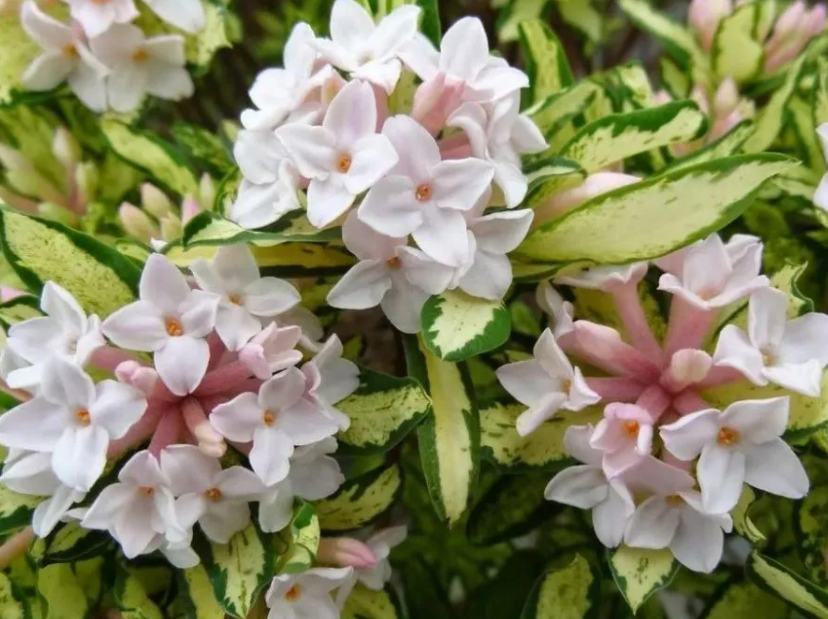 瑞香花好养活吗